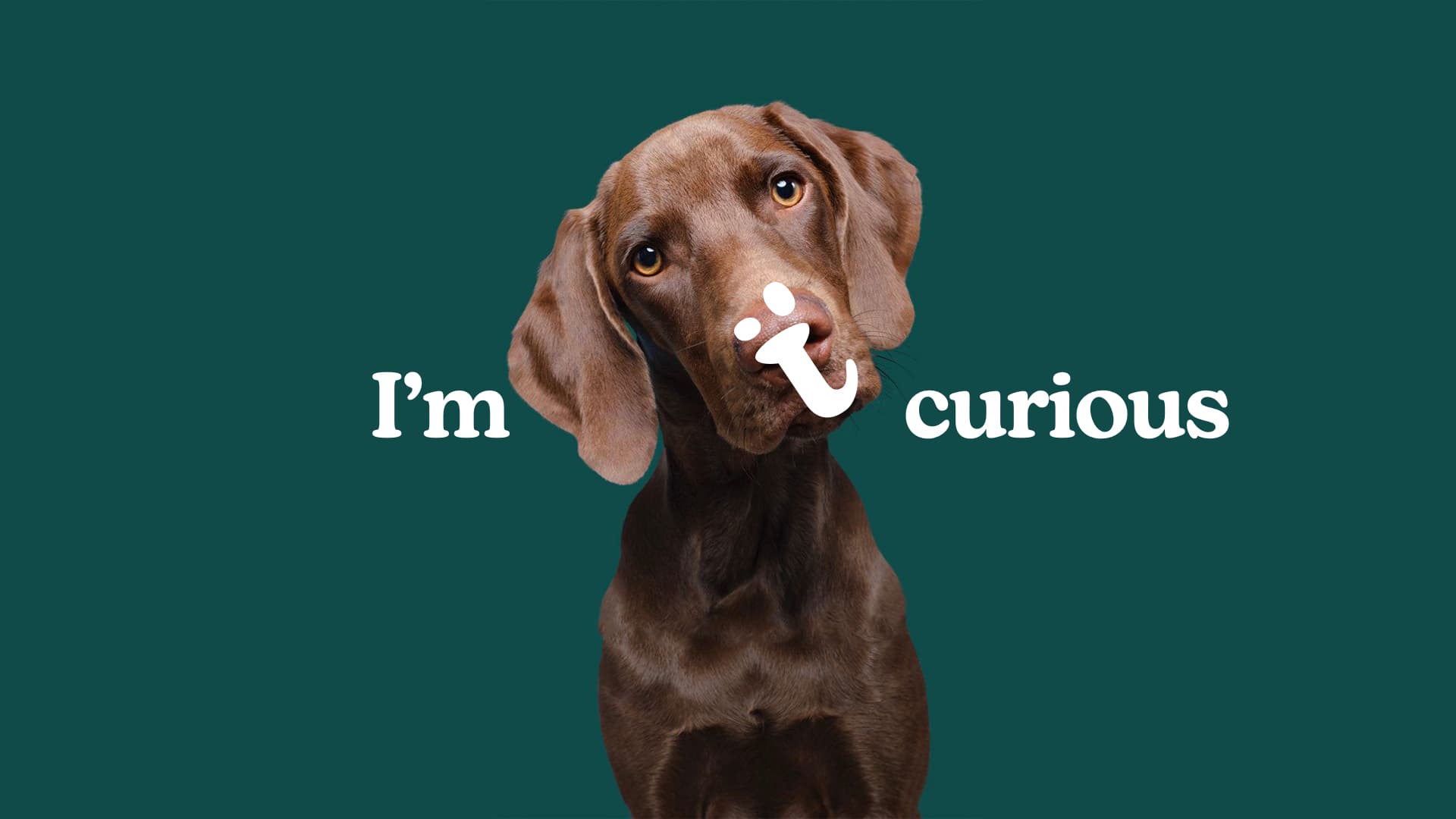 Petvibe Kurumsal Kimlik 15122024.002