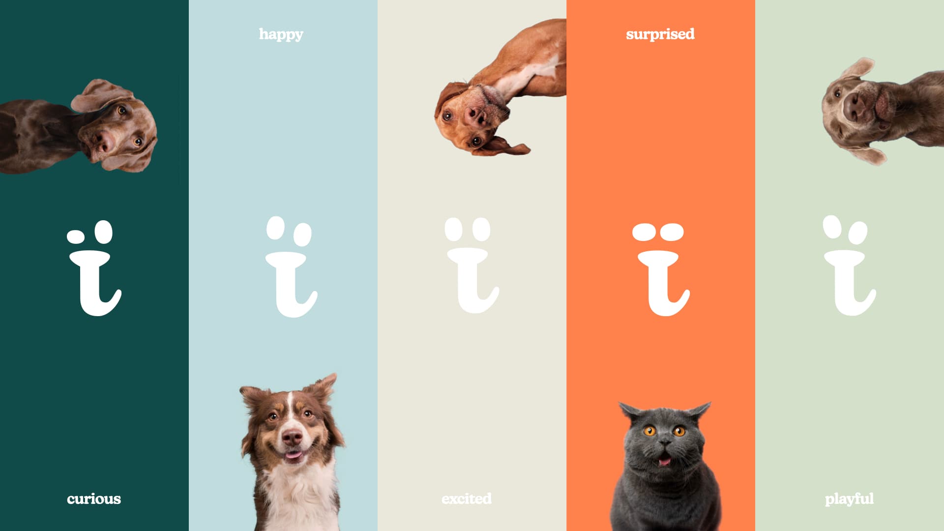 Petvibe Kurumsal Kimlik 15122024.010