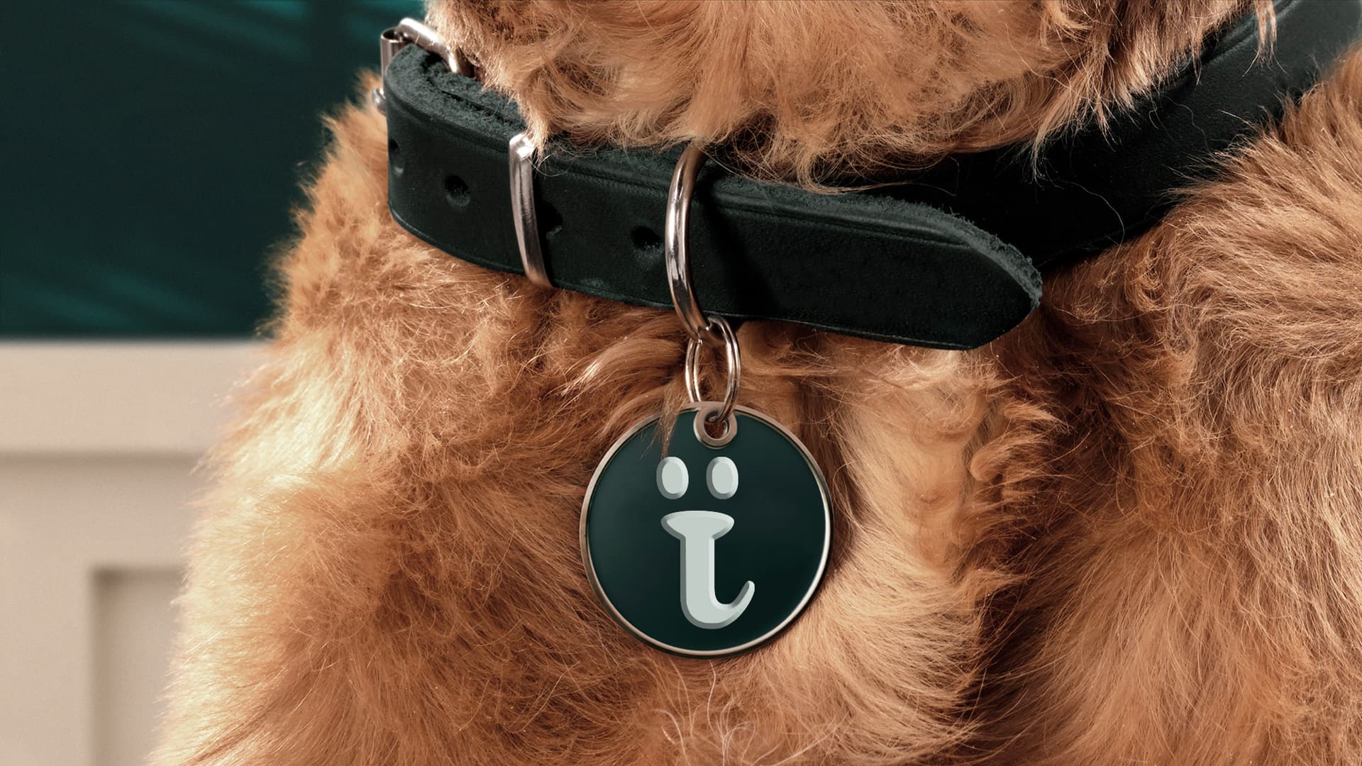 Petvibe Kurumsal Kimlik 15122024.014