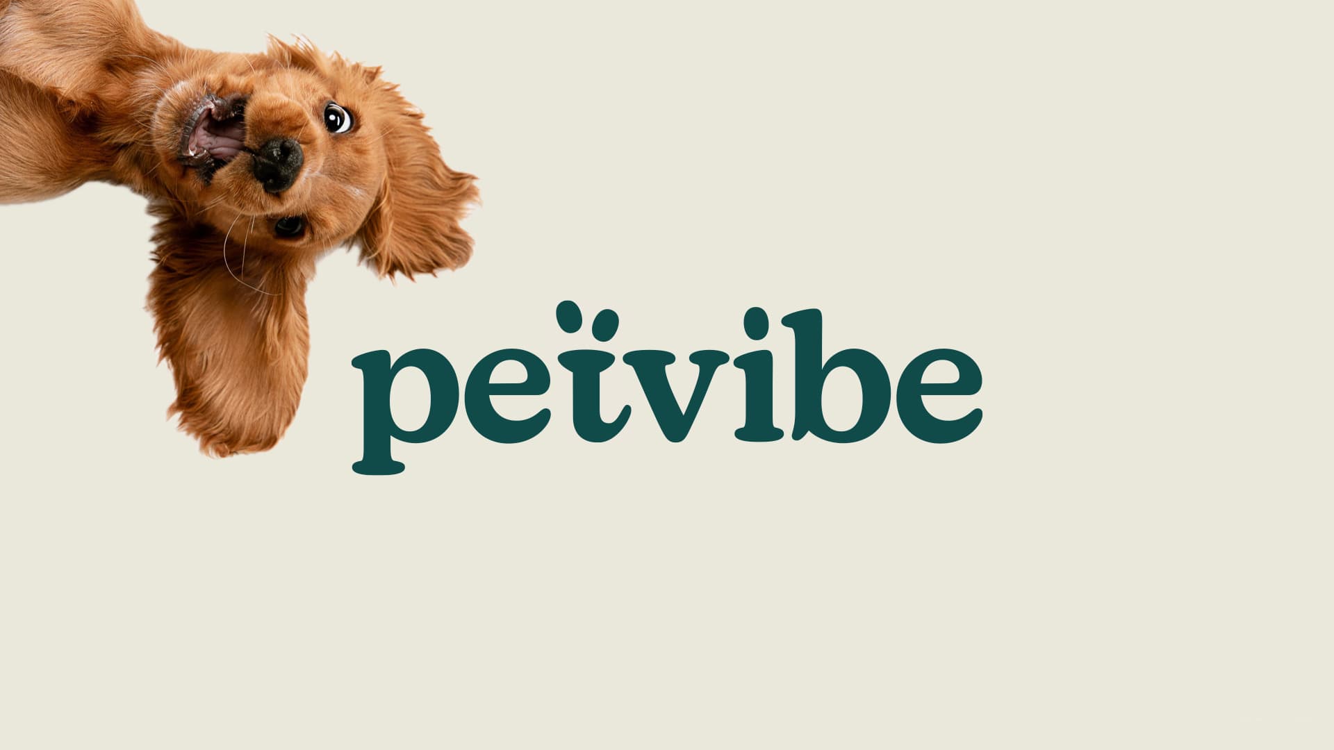 Petvibe Kurumsal Kimlik 15122024.009